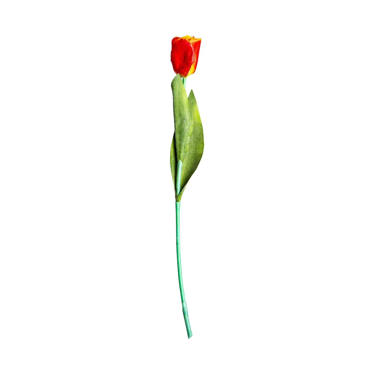 TULIPAN FLOWER
